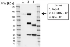Anti EFTUD2 Antibody, clone AB03/1B9 (PrecisionAb Monoclonal Antibody) gallery image 2