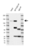 Anti EFTUD2 Antibody, clone AB03/1B9 (PrecisionAb Monoclonal Antibody) thumbnail image 2