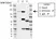 Anti EFTUD2 Antibody, clone AB03/1B9 (PrecisionAb Monoclonal Antibody) thumbnail image 2
