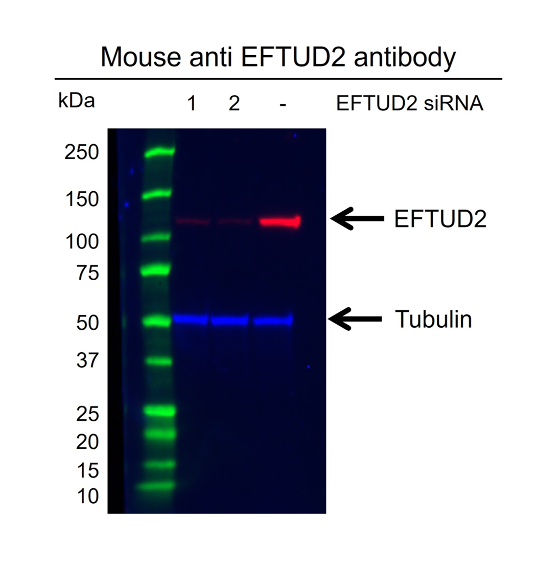 Anti EFTUD2 Antibody, clone AB03/1B9 (PrecisionAb Monoclonal Antibody) gallery image 3