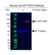Anti EFTUD2 Antibody, clone AB03/1B9 (PrecisionAb Monoclonal Antibody) thumbnail image 3