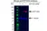Anti EFTUD2 Antibody, clone AB03/1B9 (PrecisionAb Monoclonal Antibody) thumbnail image 3