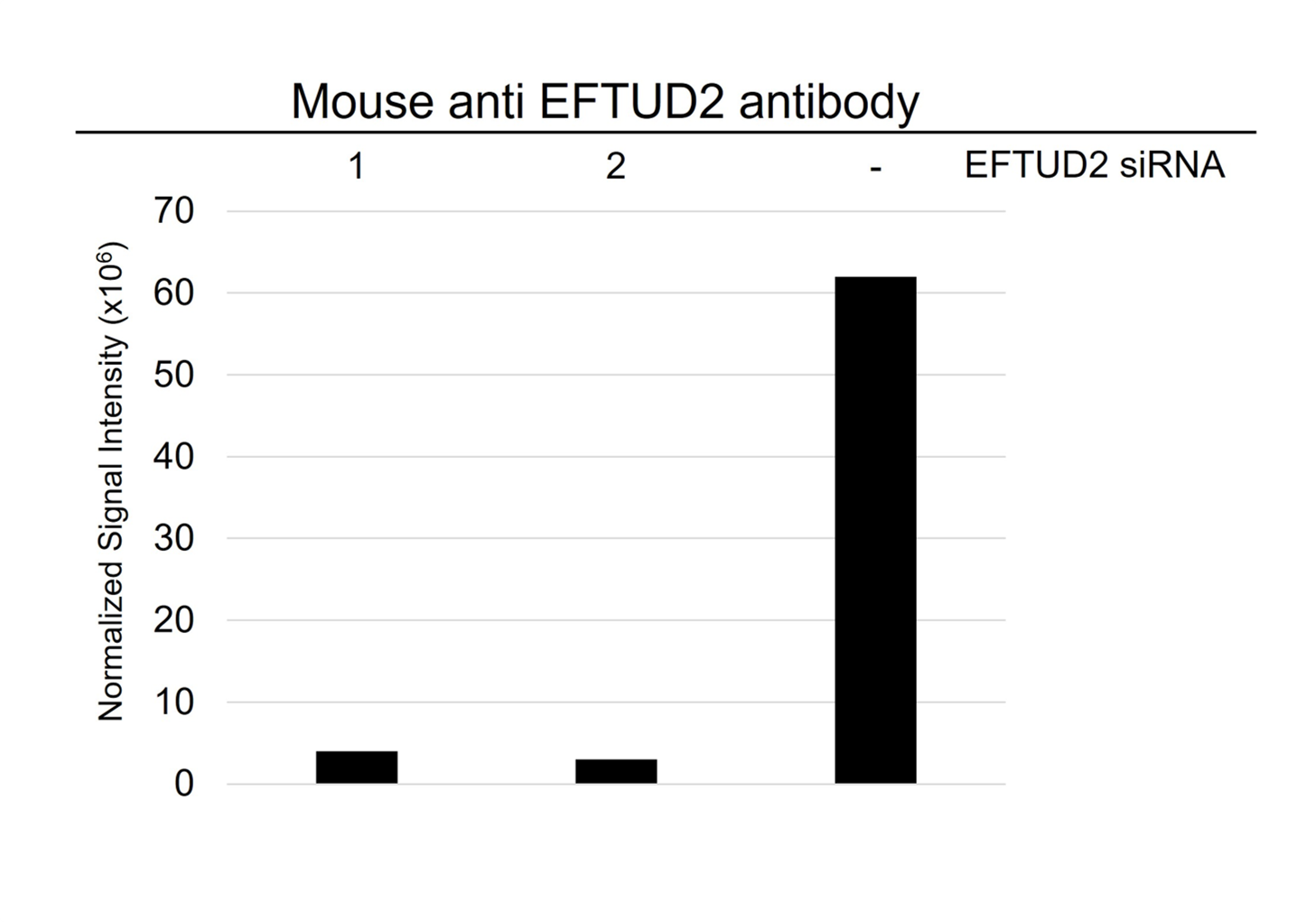 Anti EFTUD2 Antibody, clone AB03/1B9 (PrecisionAb Monoclonal Antibody) gallery image 4
