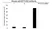 Anti EFTUD2 Antibody, clone AB03/1B9 (PrecisionAb Monoclonal Antibody) thumbnail image 4
