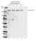 Anti EGF R Antibody, clone AbD30787 (PrecisionAb Monoclonal Antibody) thumbnail image 2