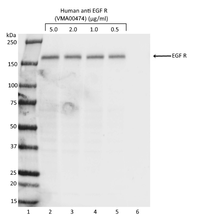 Anti EGF R Antibody, clone AbD30787 (PrecisionAb Monoclonal Antibody) gallery image 2