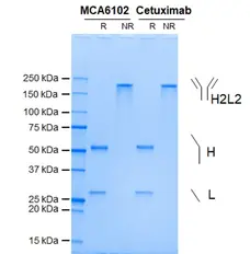 Anti EGF Receptor (Cetuximab Biosimilar) Antibody, clone C225 gallery image 1