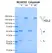 Anti EGF Receptor (Cetuximab Biosimilar) Antibody, clone C225 thumbnail image 1