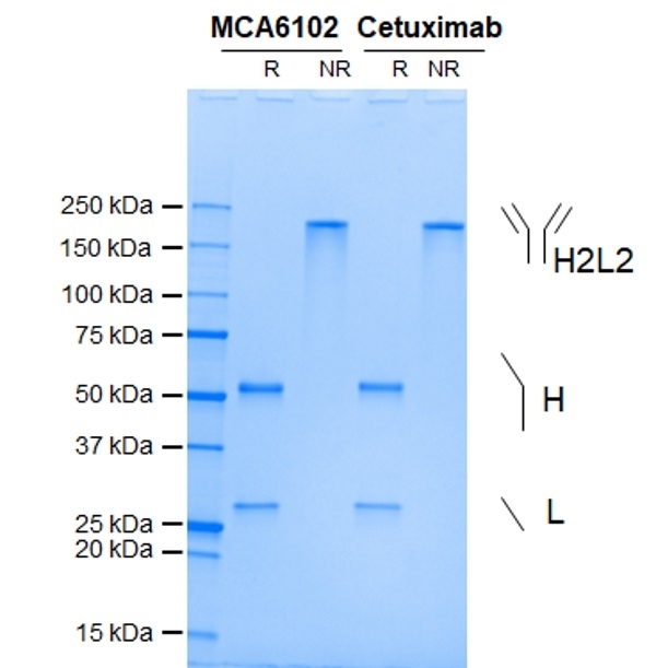 Anti EGF Receptor (Cetuximab Biosimilar) Antibody, clone C225 gallery image 1