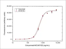 Anti EGF Receptor (Cetuximab Biosimilar) Antibody, clone C225 gallery image 3