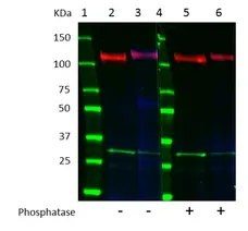 Anti EGF Receptor Antibody, clone G02-2D5 (PrecisionAb Monoclonal Antibody) gallery image 2