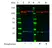 Anti EGF Receptor Antibody, clone G02-2D5 (PrecisionAb Monoclonal Antibody) thumbnail image 2