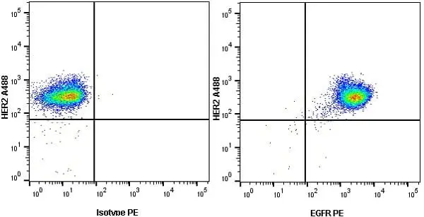 Anti Human EGF Receptor Antibody, clone ICR10 gallery image 2