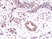 Anti EGF Receptor Antibody, clone RM294 thumbnail image 2