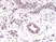 Anti EGF Receptor Antibody, clone RM294 thumbnail image 2