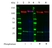 Anti EGF Receptor Antibody (PrecisionAb Monoclonal Antibody) thumbnail image 2