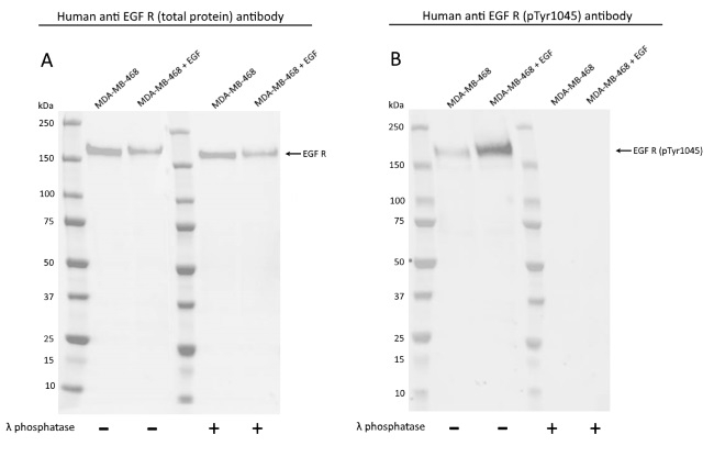 Anti EGF R (pTyr1045) Antibody, clone AbD30783 (PrecisionAb Monoclonal Antibody) gallery image 1