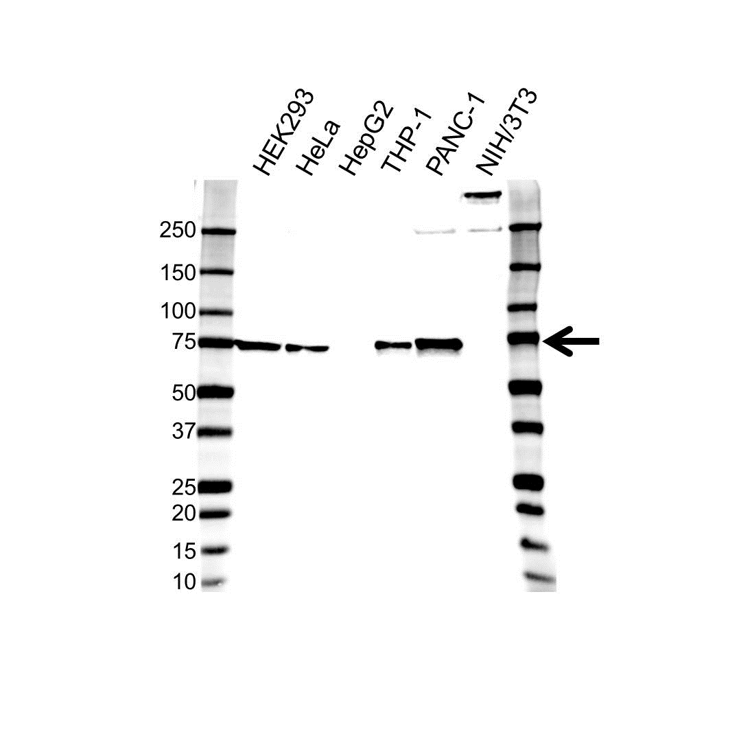 Anti EIF2AK2 Antibody, clone 1441CT628.33.40 (PrecisionAb Monoclonal Antibody) gallery image 1