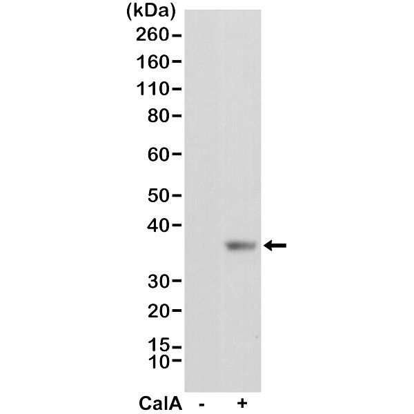 Anti EIF2S1 (pSer51) Antibody, clone RM298 gallery image 1