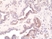 Anti EIF2S1 (pSer51) Antibody, clone RM298 thumbnail image 3