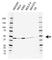 Anti EIF3G Antibody, clone AB05/3H10 (PrecisionAb Monoclonal Antibody) thumbnail image 1
