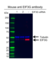 Anti EIF3G Antibody, clone AB05/3H10 (PrecisionAb Monoclonal Antibody) thumbnail image 2