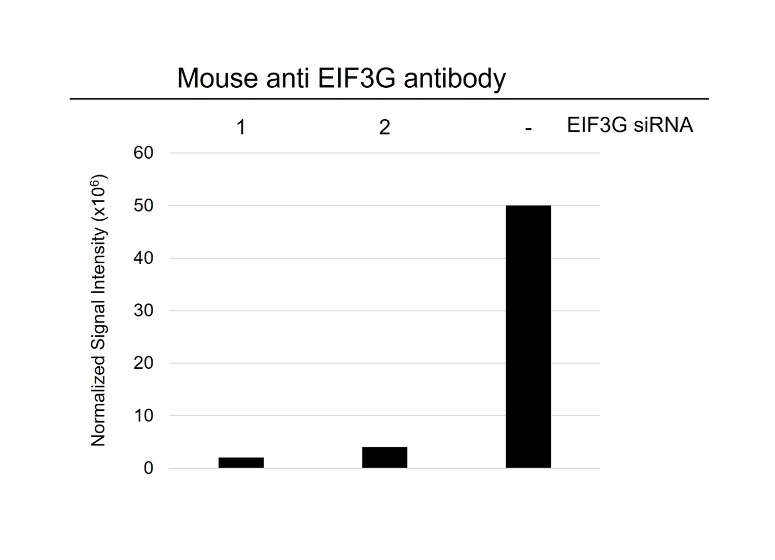 Anti EIF3G Antibody, clone AB05/3H10 (PrecisionAb Monoclonal Antibody) gallery image 3