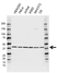 Anti EIF3H Antibody, clone AB04/3F5 (PrecisionAb Monoclonal Antibody) thumbnail image 1