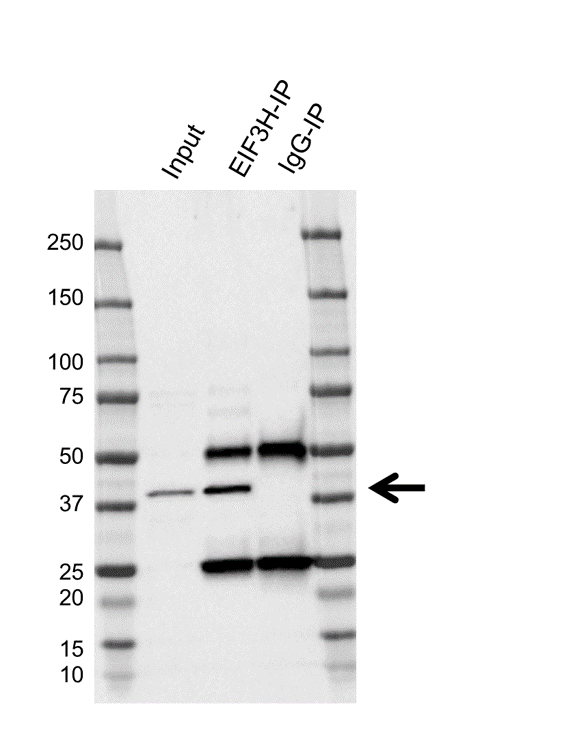 Anti EIF3H Antibody, clone AB04/3F5 (PrecisionAb Monoclonal Antibody) gallery image 2
