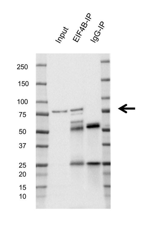 Anti EIF4B Antibody, clone 1F5 (PrecisionAb Monoclonal Antibody) gallery image 2