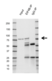 Anti EIF4B Antibody, clone 1F5 (PrecisionAb Monoclonal Antibody) thumbnail image 2