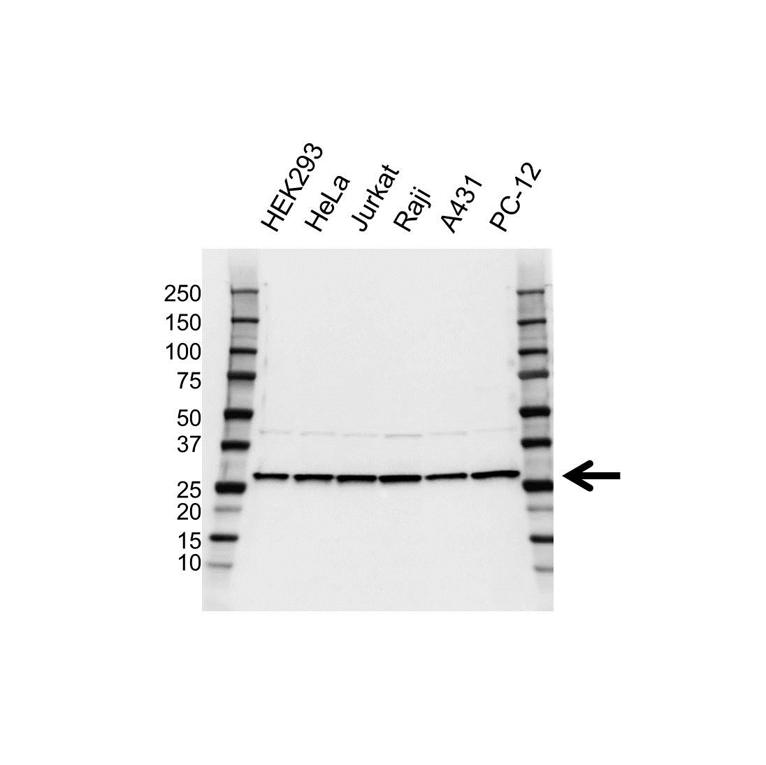 Anti EIF4E Antibody (PrecisionAb Monoclonal Antibody) gallery image 1