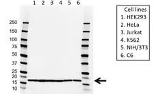 Anti EIF5A Antibody, clone AB01/2G8 (PrecisionAb Monoclonal Antibody) gallery image 1