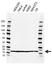 Anti EIF5A Antibody, clone AB01/2G8 (PrecisionAb Monoclonal Antibody) thumbnail image 1