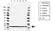 Anti EIF5A Antibody, clone AB01/2G8 (PrecisionAb Monoclonal Antibody) thumbnail image 1