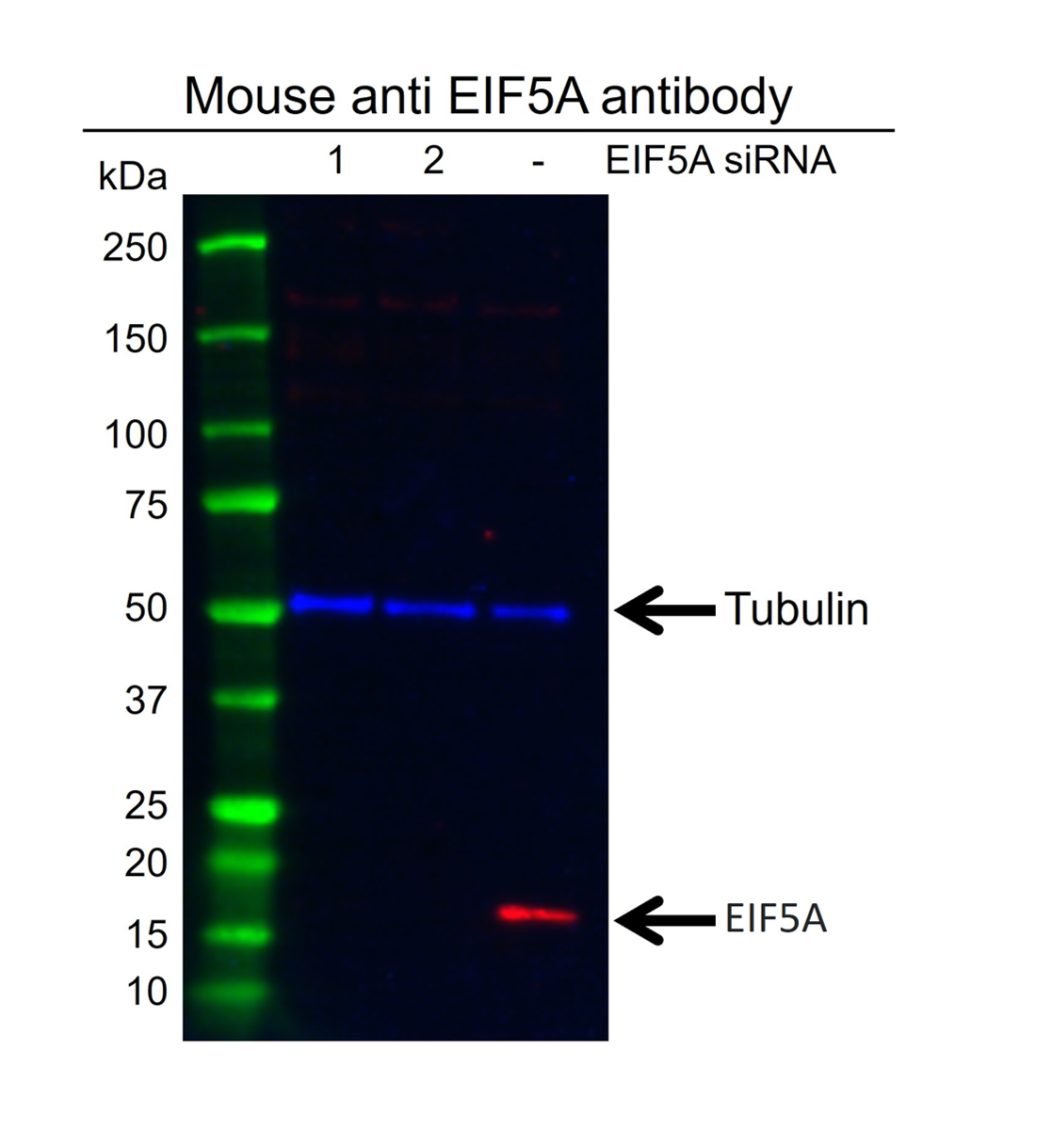 Anti EIF5A Antibody, clone AB01/2G8 (PrecisionAb Monoclonal Antibody) gallery image 2