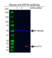 Anti EIF5A Antibody, clone AB01/2G8 (PrecisionAb Monoclonal Antibody) thumbnail image 2