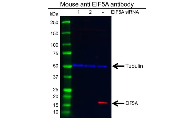 Anti EIF5A Antibody, clone AB01/2G8 (PrecisionAb Monoclonal Antibody) gallery image 2