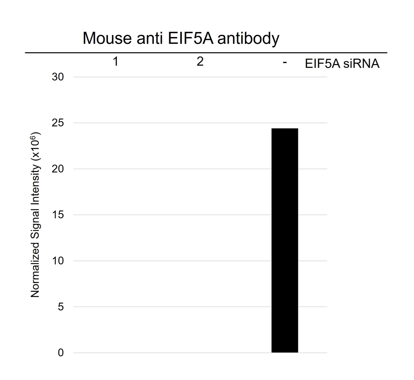 Anti EIF5A Antibody, clone AB01/2G8 (PrecisionAb Monoclonal Antibody) gallery image 3