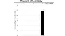 Anti EIF5A Antibody, clone AB01/2G8 (PrecisionAb Monoclonal Antibody) gallery image 3