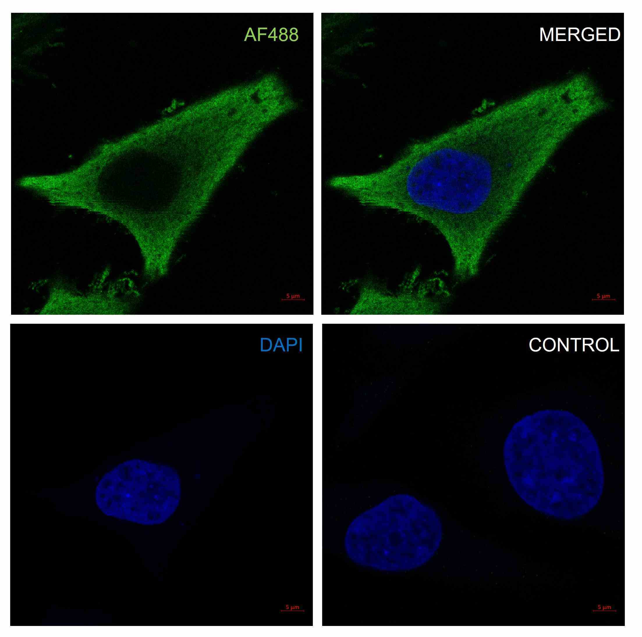 Anti EIF5A Antibody, clone AB01/2G8 (PrecisionAb Monoclonal Antibody) gallery image 4