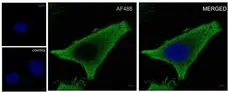 Anti EIF5A Antibody, clone AB01/2G8 (PrecisionAb Monoclonal Antibody) gallery image 4