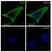 Anti EIF5A Antibody, clone AB01/2G8 (PrecisionAb Monoclonal Antibody) thumbnail image 4