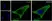 Anti EIF5A Antibody, clone AB01/2G8 (PrecisionAb Monoclonal Antibody) thumbnail image 4
