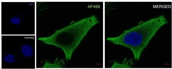 Anti EIF5A Antibody, clone AB01/2G8 (PrecisionAb Monoclonal Antibody) gallery image 4