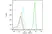 Anti EIF5A Antibody, clone AB01/2G8 (PrecisionAb Monoclonal Antibody) thumbnail image 5