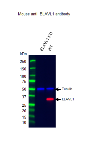 Anti ELAVL1 Antibody, clone 224CT6.5.3 (PrecisionAb Monoclonal Antibody) gallery image 2