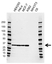 Anti EMD Antibody, clone AB01/4H6 (PrecisionAb Monoclonal Antibody) thumbnail image 1