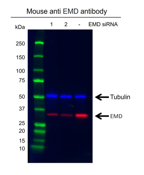 Anti EMD Antibody, clone AB01/4H6 (PrecisionAb Monoclonal Antibody) gallery image 3