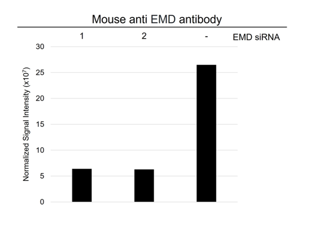Anti EMD Antibody, clone AB01/4H6 (PrecisionAb Monoclonal Antibody) gallery image 4